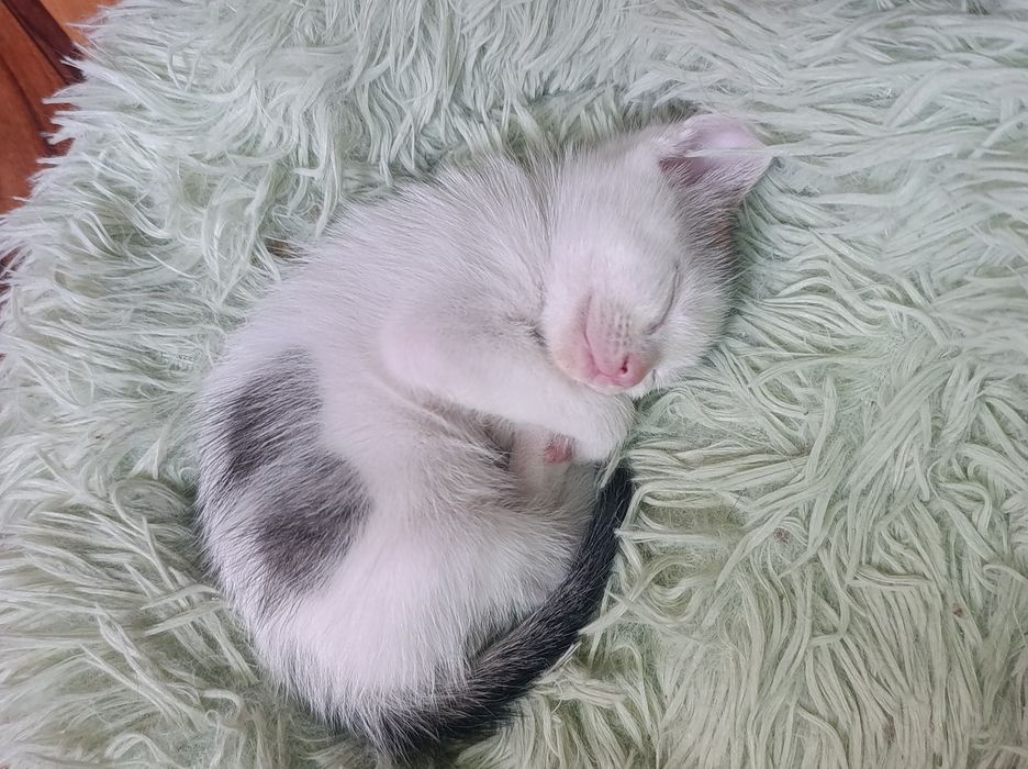 Отдам котят один мальчик 2девочки