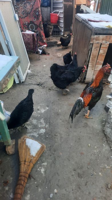 Tovuq xo'rozlar sotiladi xammasi so'glom