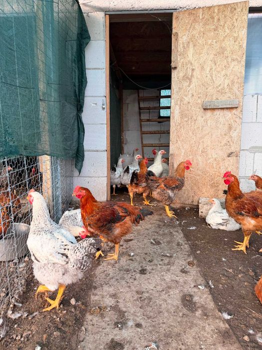 Păsări de carne si oua de vanzare