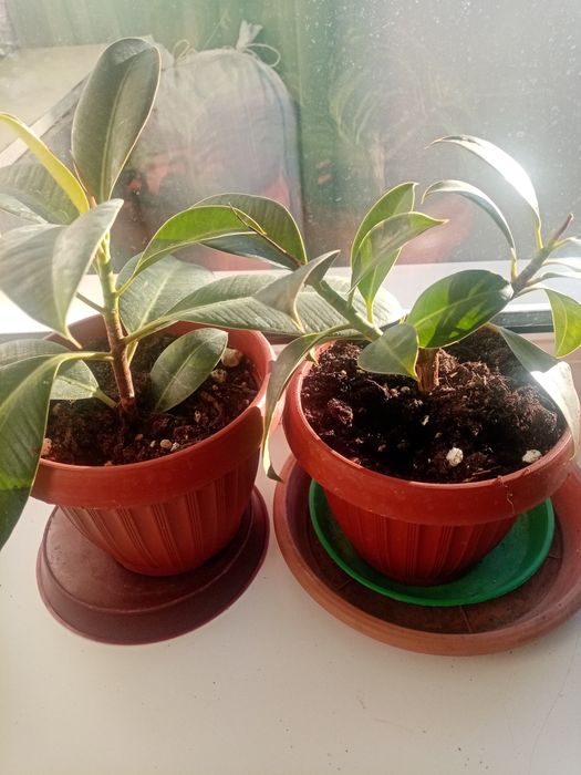 Продам фикус домашний