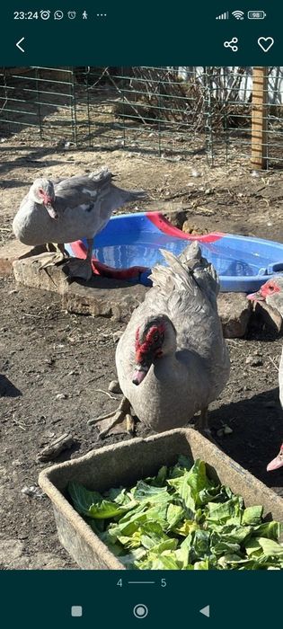 Индоутка ауыр салмақты лаванда түсті сатылады