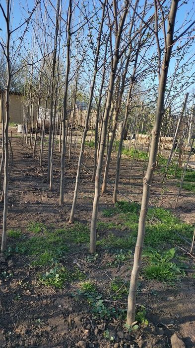 Copaci ornamentali mesteacan betula pendula