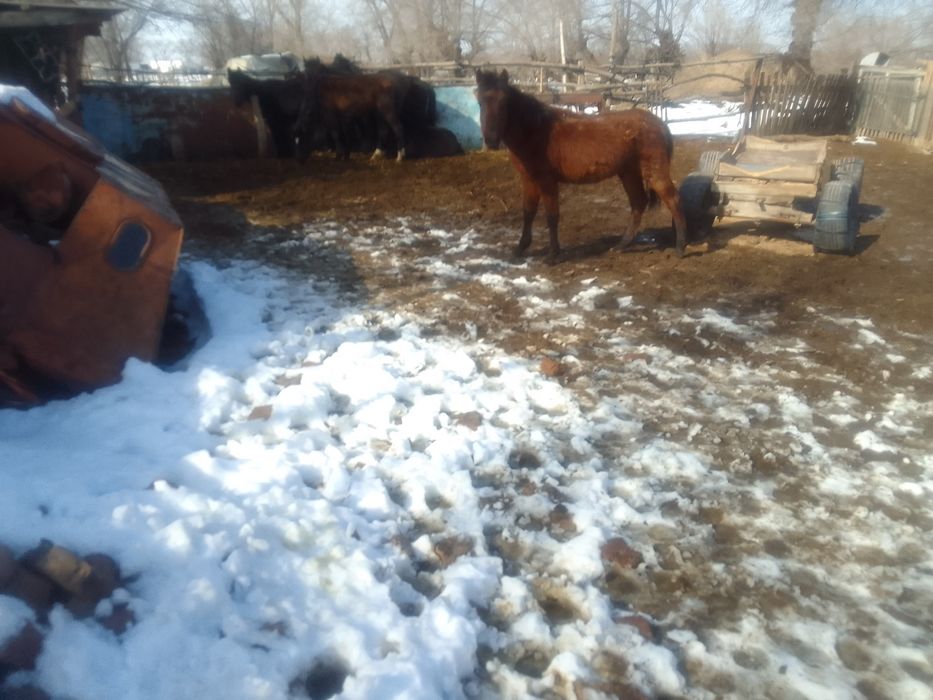 Жылкы, тай, жабагы