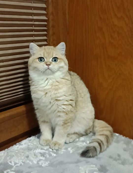 Продаются девочки британки ny11