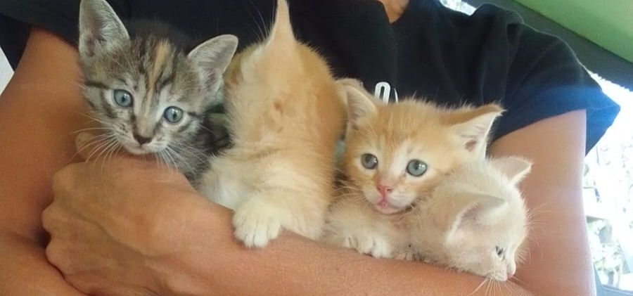 Отдам котят в добрые руки