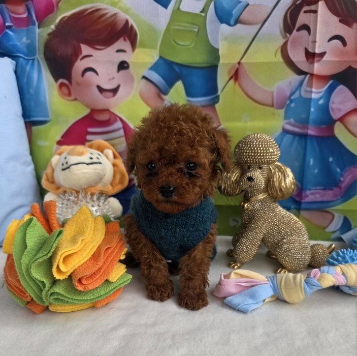 Пудел тийкъп момче с документ за произход