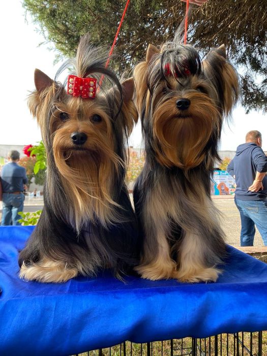 Клубные щенки Йорка!