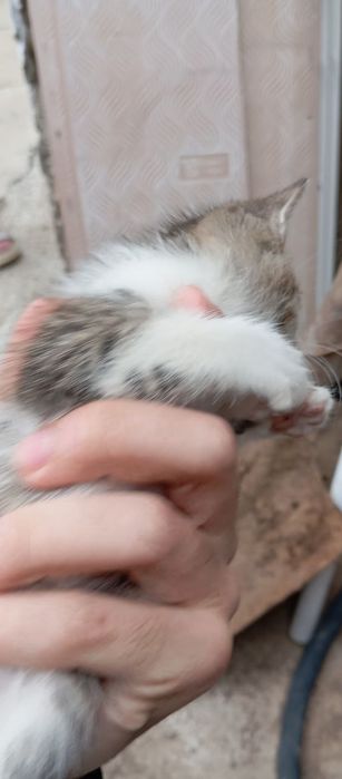Продам или просто подарю котиков