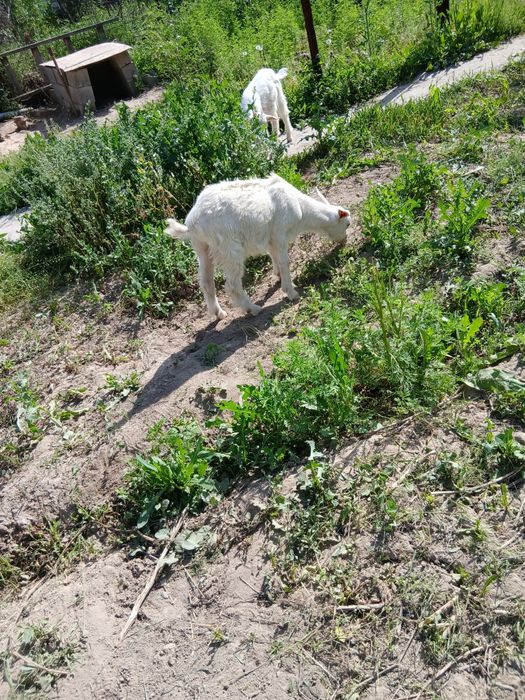 Прадаю козлят зааненские