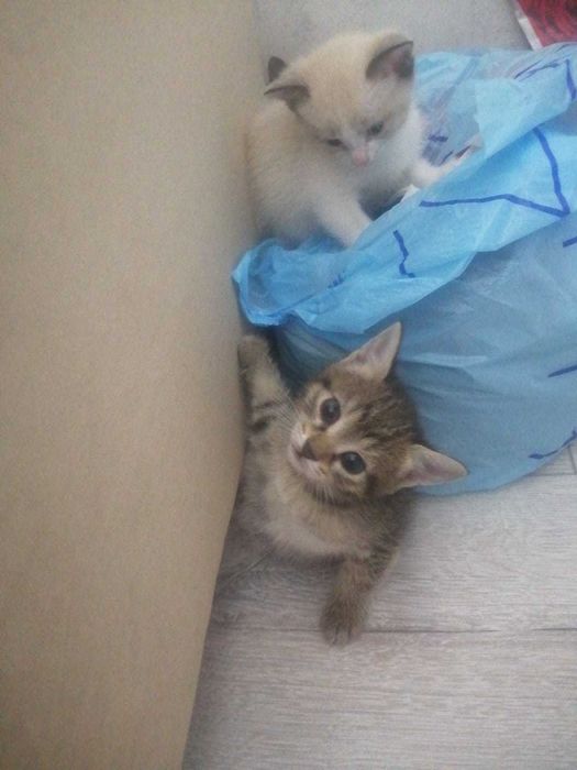 Красивые котята в подарок