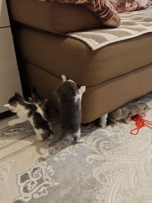 КОТЯТА 1 месяц беспплатно