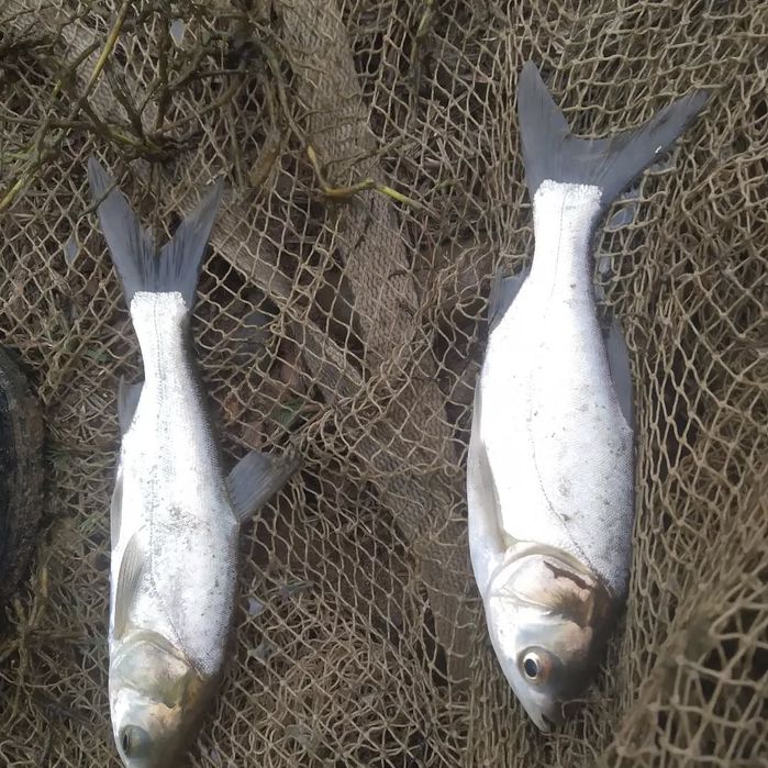 Балик сотилади  сазан Талсталоб амур