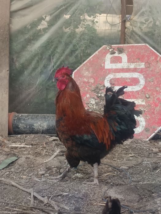 Vând cocos Marans de anul trecut