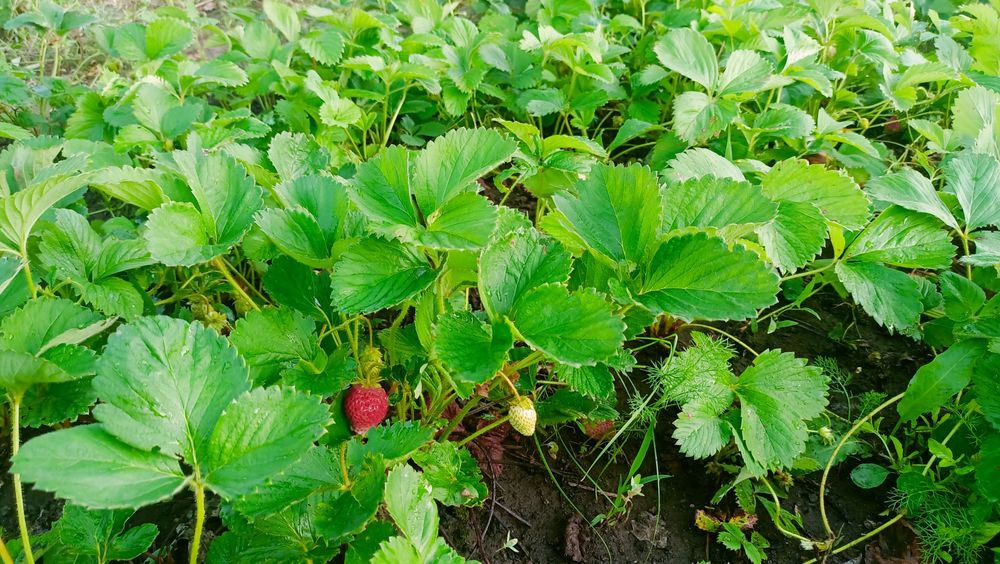 Продам дачу в районе Ахмирово