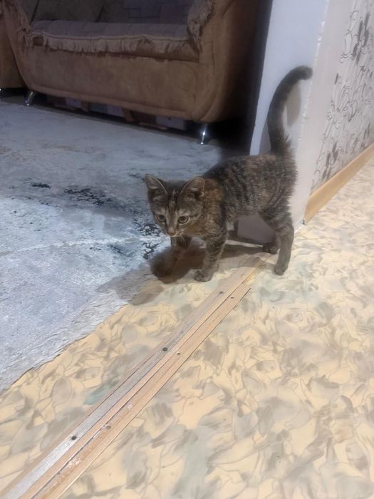 Отдам в хорошие руки