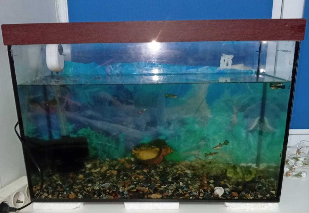 Продам аквариум с рыбами, водораслями