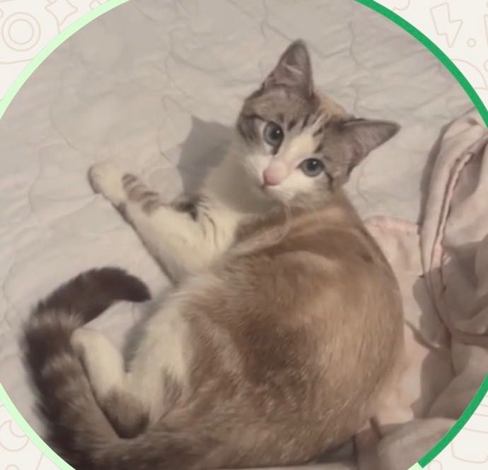 Кошка Сибирская красивая