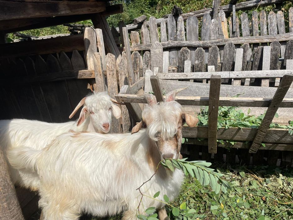 Vând doi iezi in viu