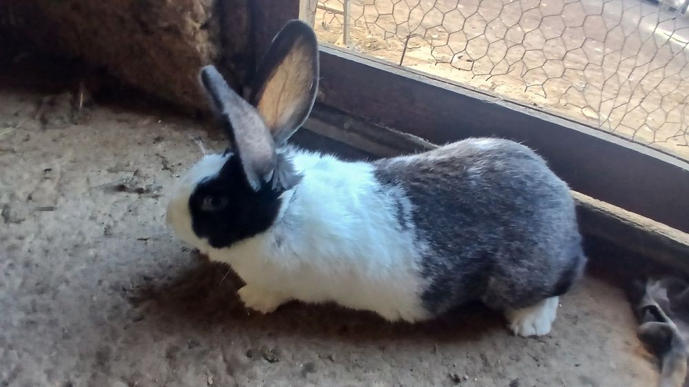 Vând iepuri hycole francez