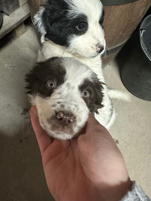 Каракачанка мъжко/женско