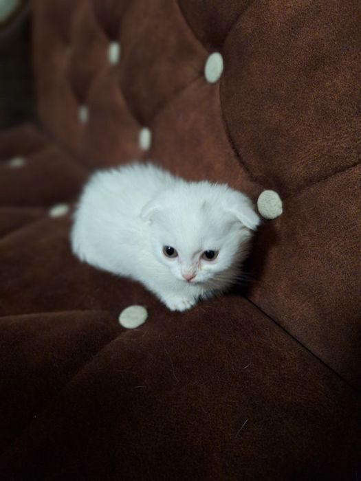 Белые котята скоттиш фолд