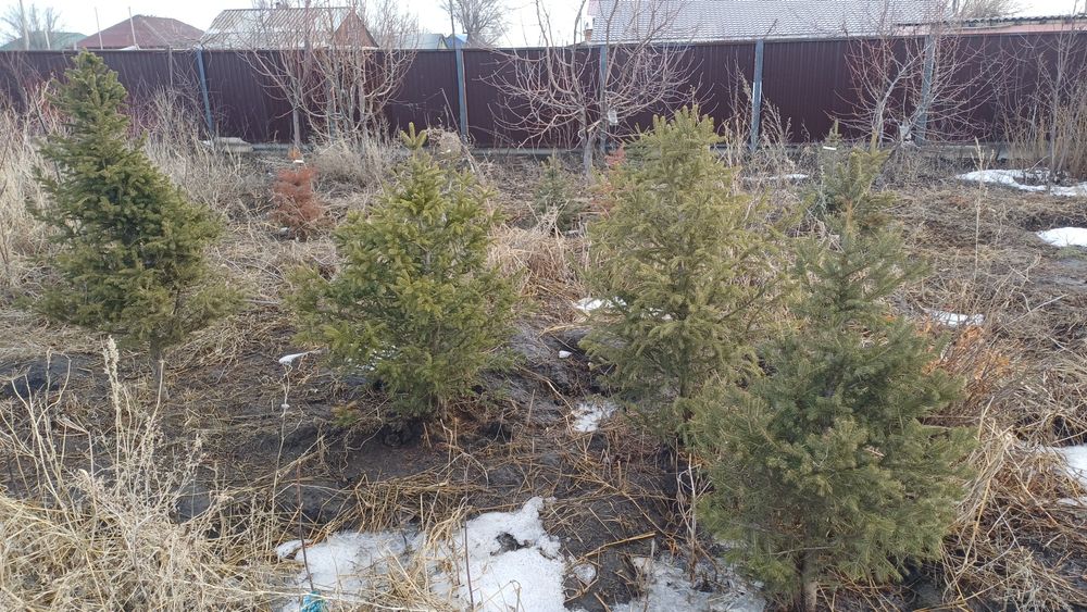 Продам сосны и др