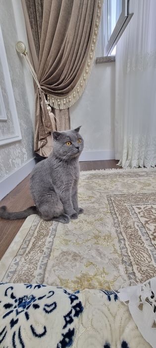 Вязка котов — приглашается невеста! Не продается!  Только вязка!