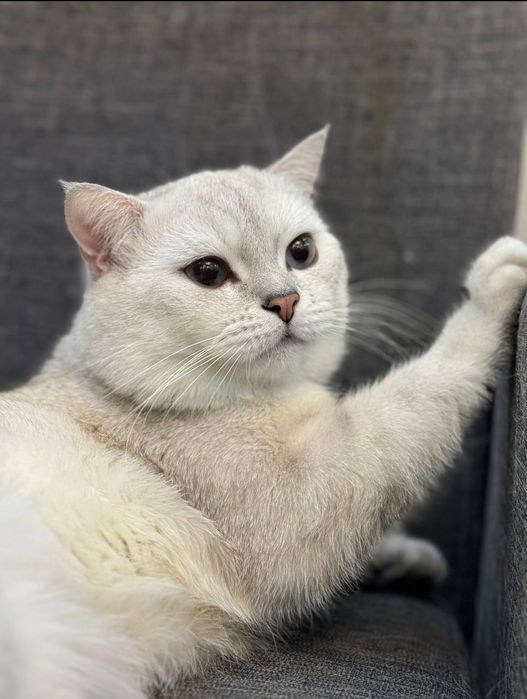 Британский кот для вязки