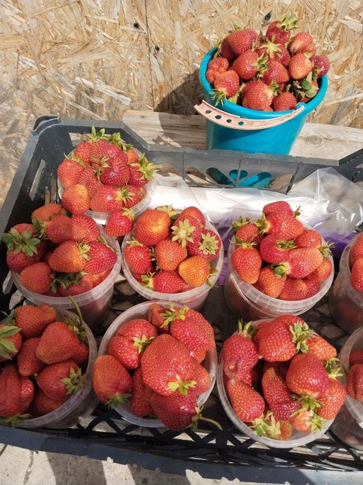 Продам клубнику дачную