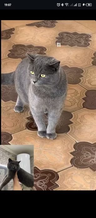 Кот для вязки британский