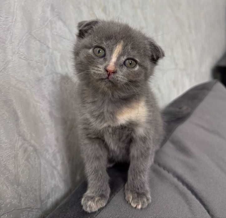Очаровательная девочка Скоттиш-фолд ищет любящих хозяев!