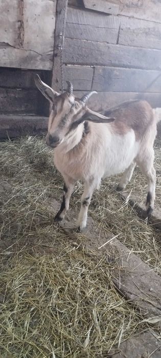 Продам молодую козу