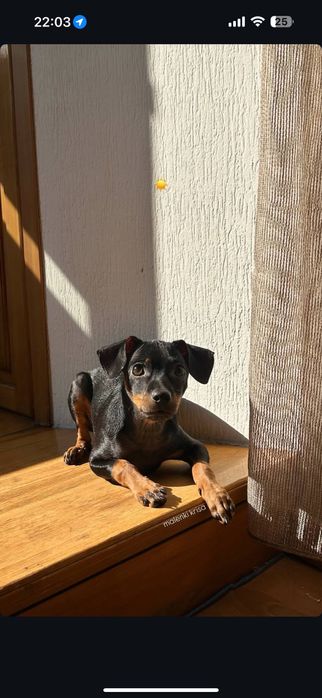 Той-терьер мальчик