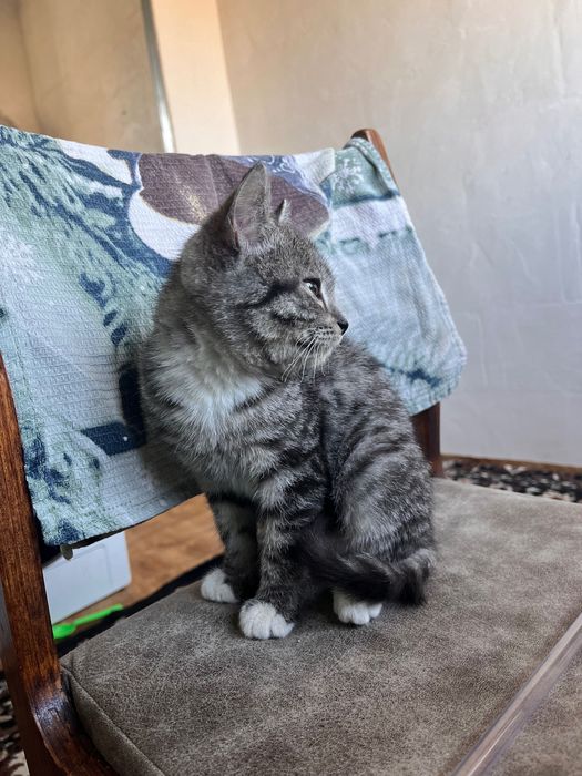 Отдам котенка в добрые руки