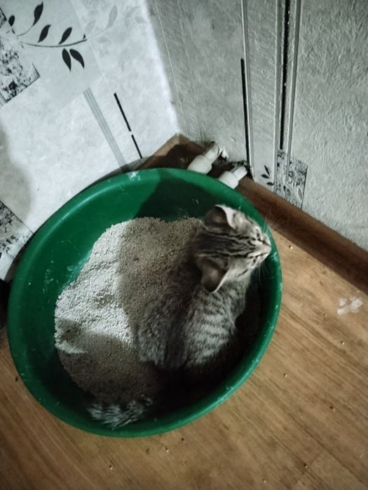 Отдам котенка в хорошие руки