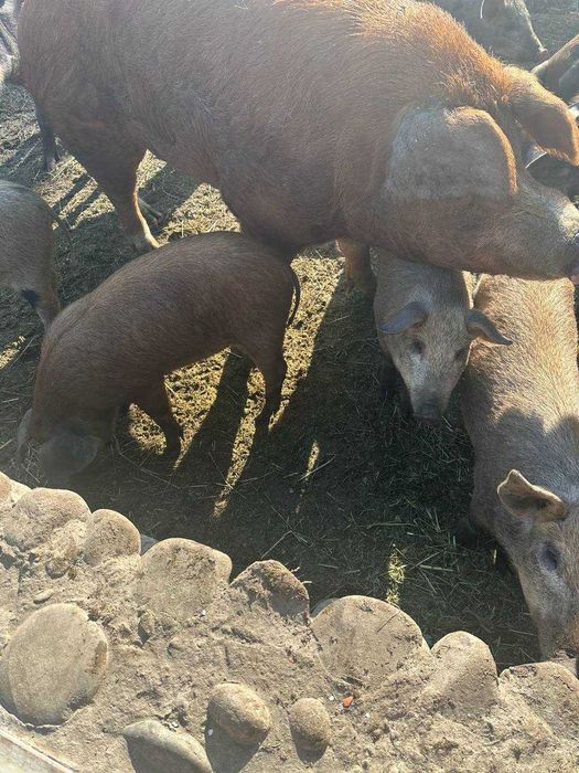 Свиньи 4 месяца.