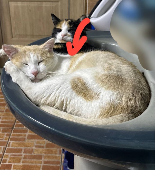 Пропал кот Мурзик
