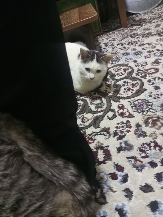 Отдадим только в добрые