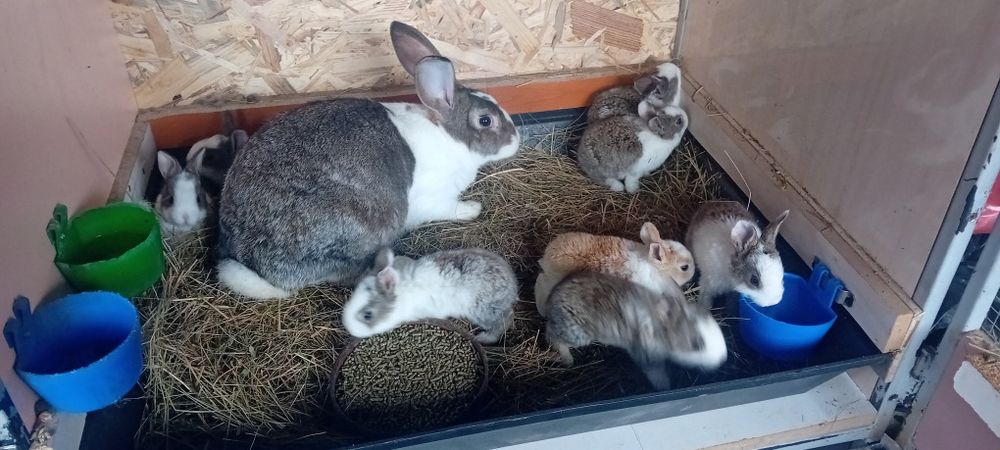 Iepurițe hicole cu pui de vânzare