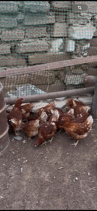 Тауықтар сатылады