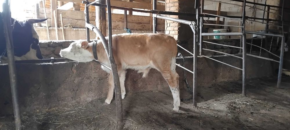 Продам коров с телятами