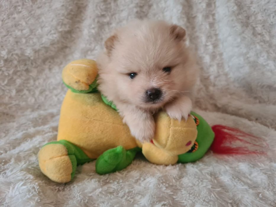 Продам щенков шпица