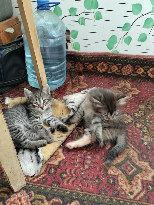 Отдам котят.2 девочки