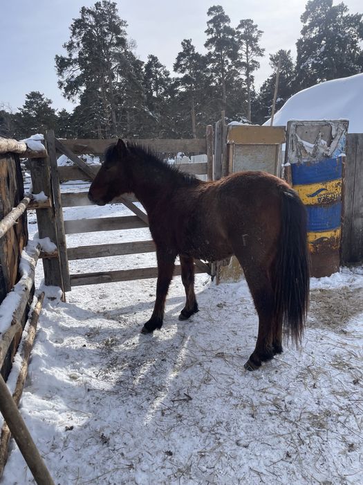 Продам тайев с откорма