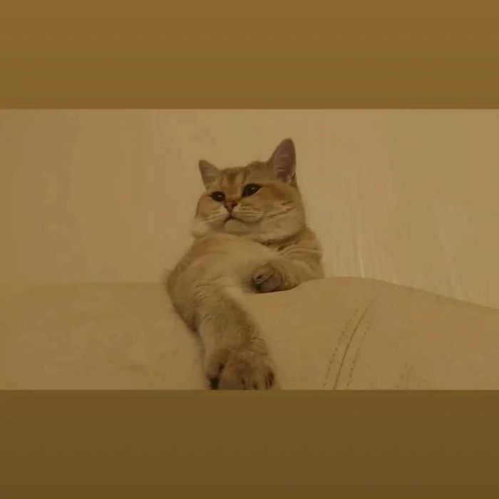 Чистокровные британцы