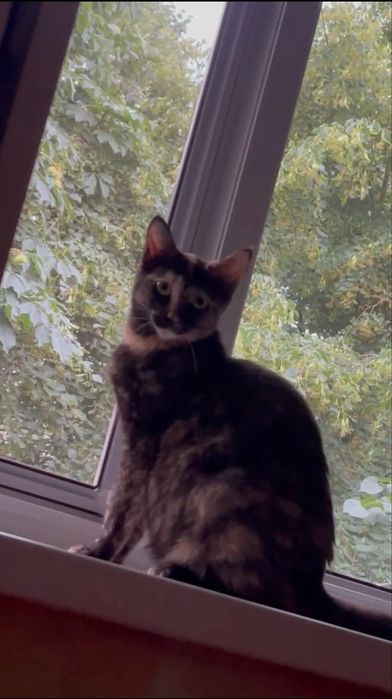 Отдам кошек в добрые руки