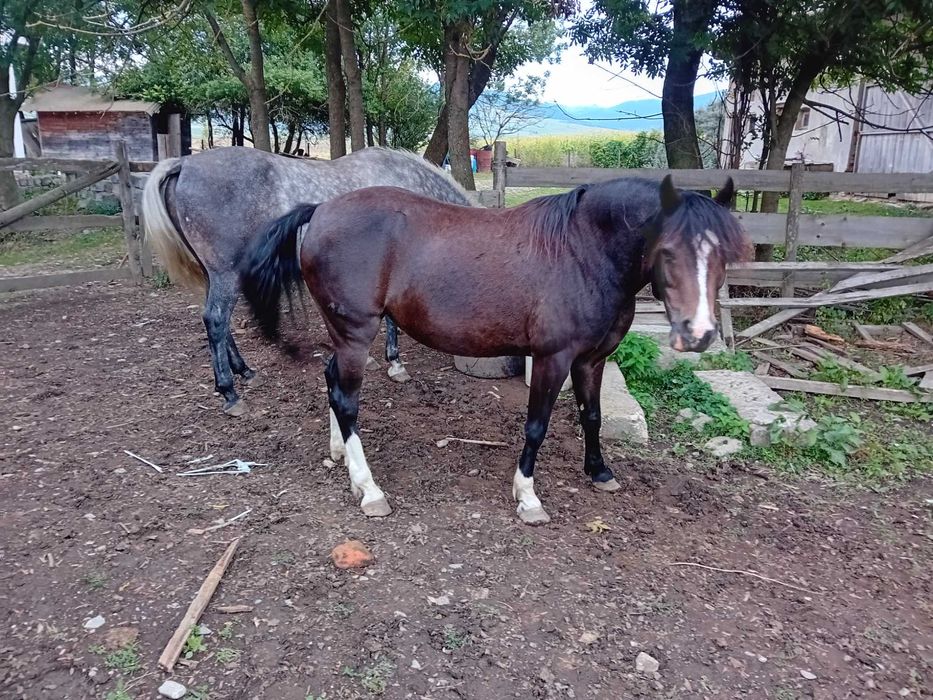 Ponei sport si Lipitan castrat