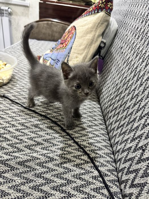 Бесплатно котята