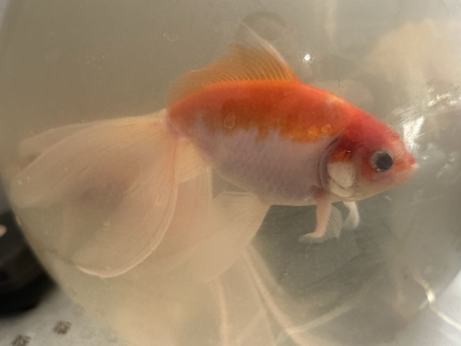 золотая рыбка 20000тг