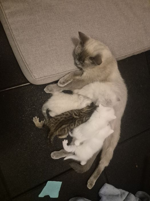 Британски котенца